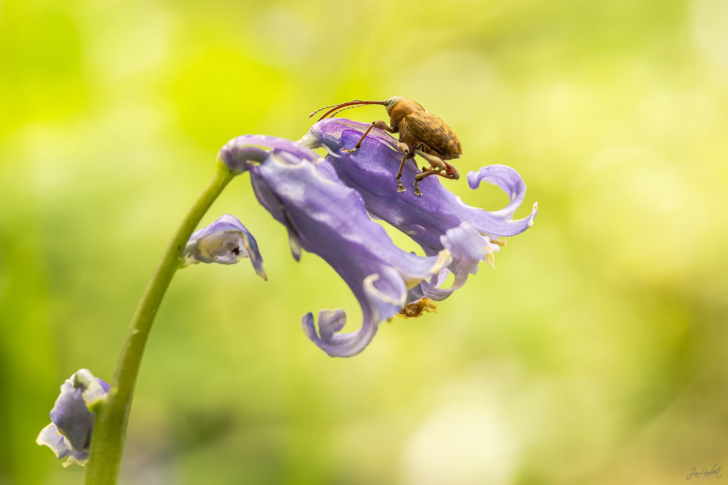 Workshop macrofotografie volgen in het voorjaar