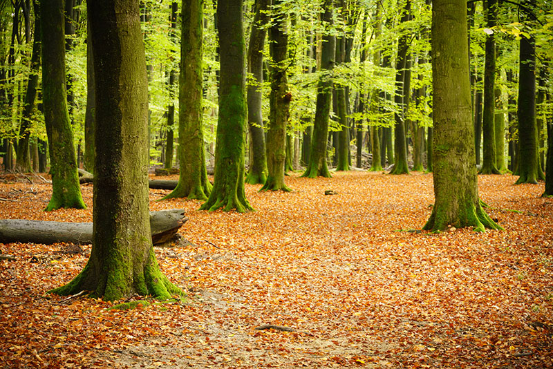 Speulderbos fotografie Speulderbos fotografie