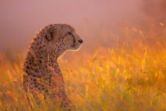 Fotoreis naar Zimanga Game Reserve - Cheetas fotograferen