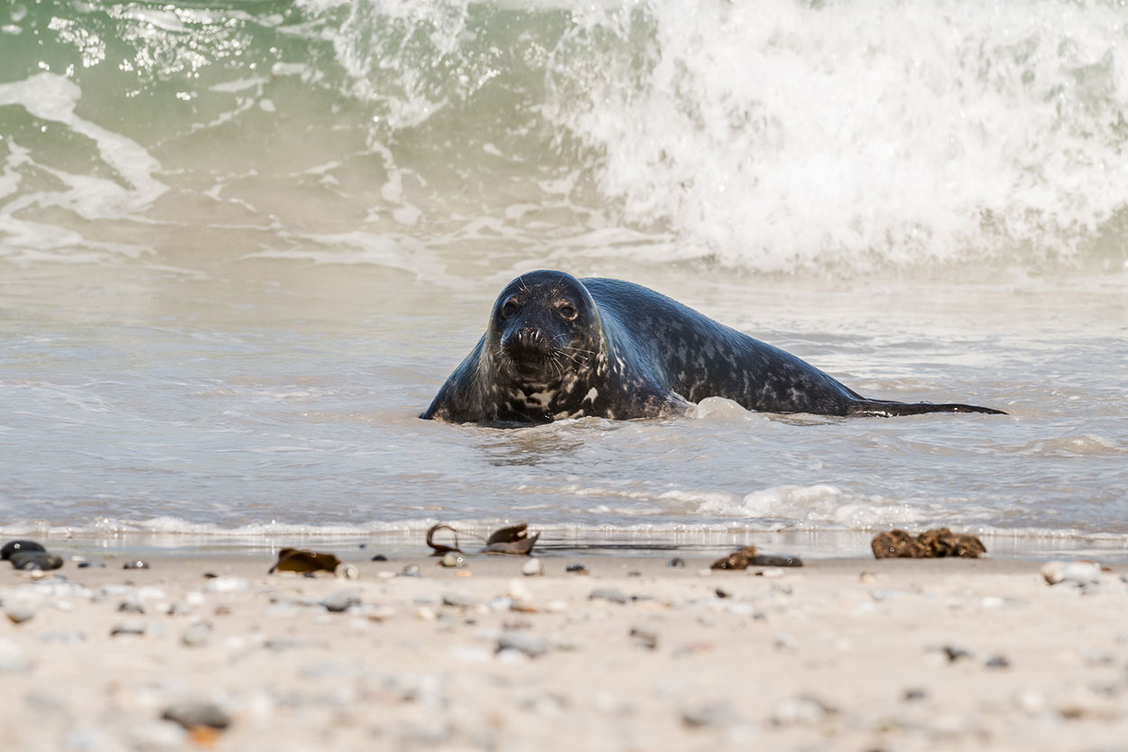 Zeehonden fotograferen tijdens een fotoreis (Jan Lambert)