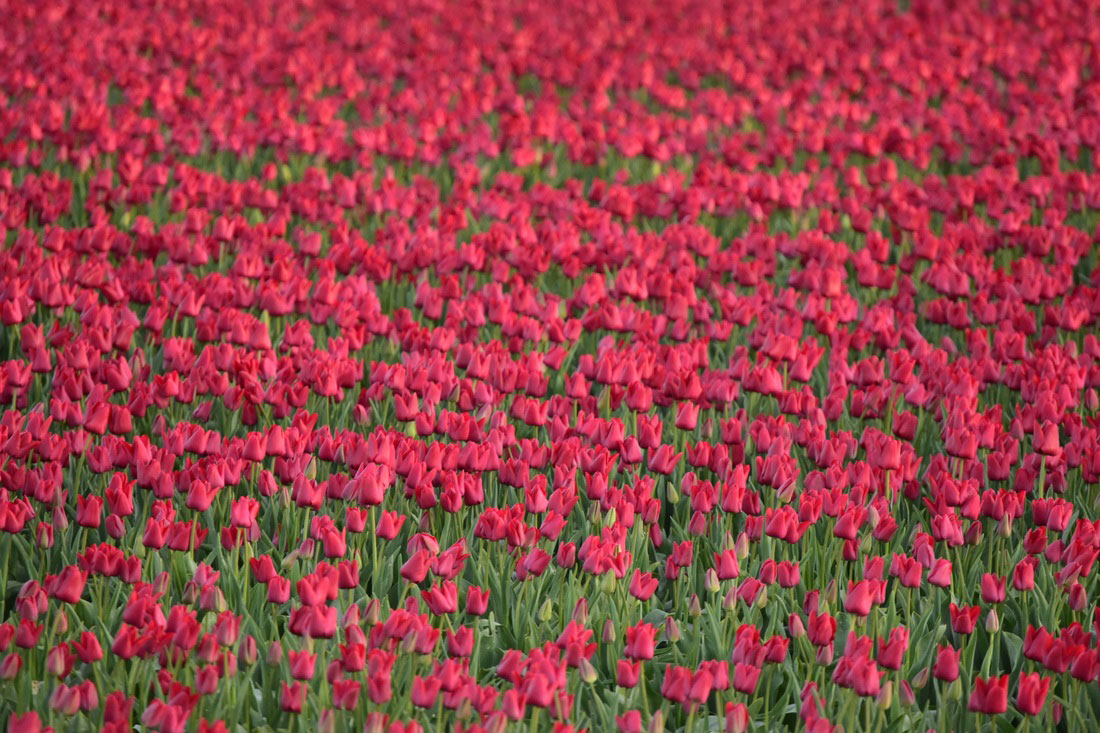 tulpen fotograferen 2025 evenementen